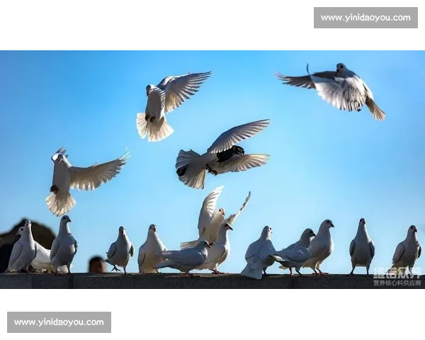 鸽子比赛精彩瞬间回顾,飞翔与速度的极限挑战